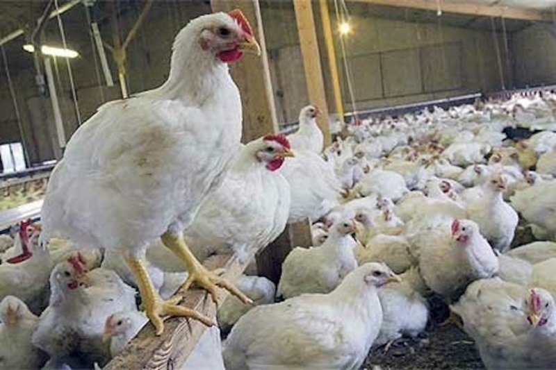 خرید 4 هزار تنی گوشت سفید در مازندران/افزایش 10 هزار تنی ذخیره فرآورده‌های پروتئینی