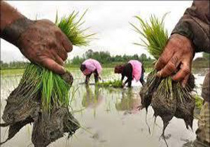افزایش کشت برنج در مازندران