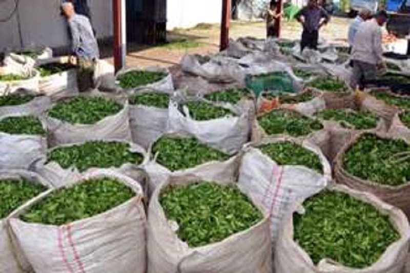 چین اول برگ سبز چای ،هفته آینده در مازندران