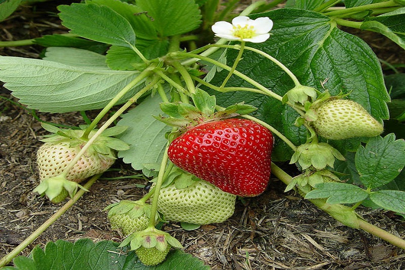افزایش کشت توت فرنگی در جویبار