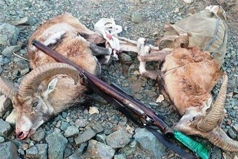 شکارچیان بزکوهی در نوشهر به ۲ سال زندان محکوم شدند