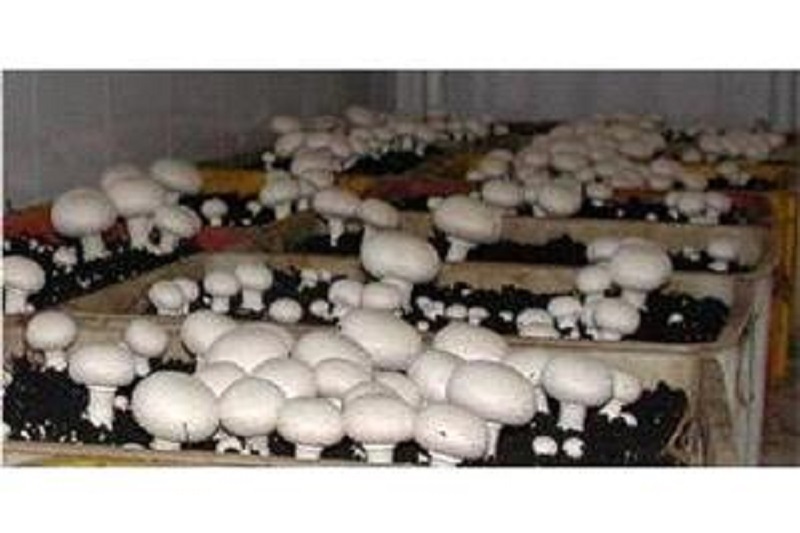 18 تن قارچ خوراکی در گلوگاه تولید شد
