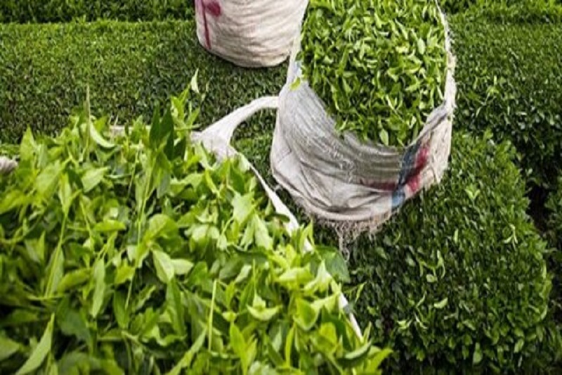 برداشت بیش از ۱۱۷ هزار تن برگ سبز چای در کشور
