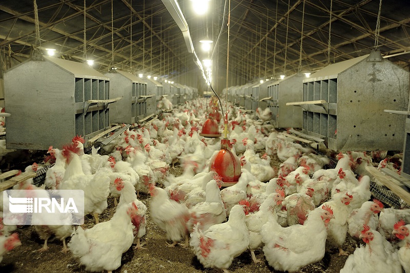 تولید گوشت مرغ در مازندران ۲ برابر شد