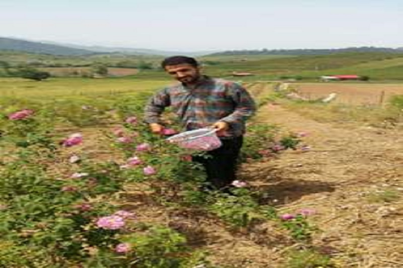 افزایش ۹۰ هکتاری سطح کشت گل محمدی در ساری