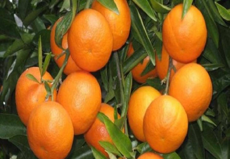 ۹۰ درصد پرتقال های صادراتی از مازندران است