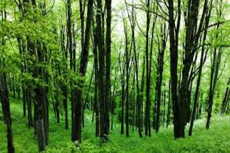 بهره برداری از عرصه های جنگلی شدت کمتری گرفته است