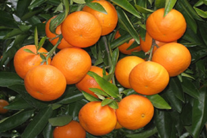 صادرات ۲۰ هزار تنی نارنگی از مازندران