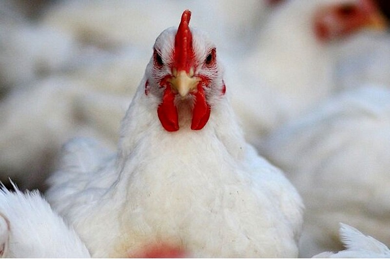 توان صادراتی ۳۰۰ هزار تن مرغ در مازندران