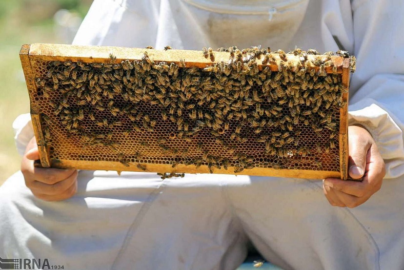 رونق تولیدات زنبورداری در مازندران