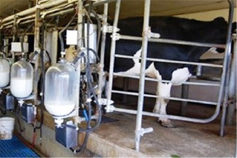تولید سالانه ۲۰ هزار تن شیر در آمل