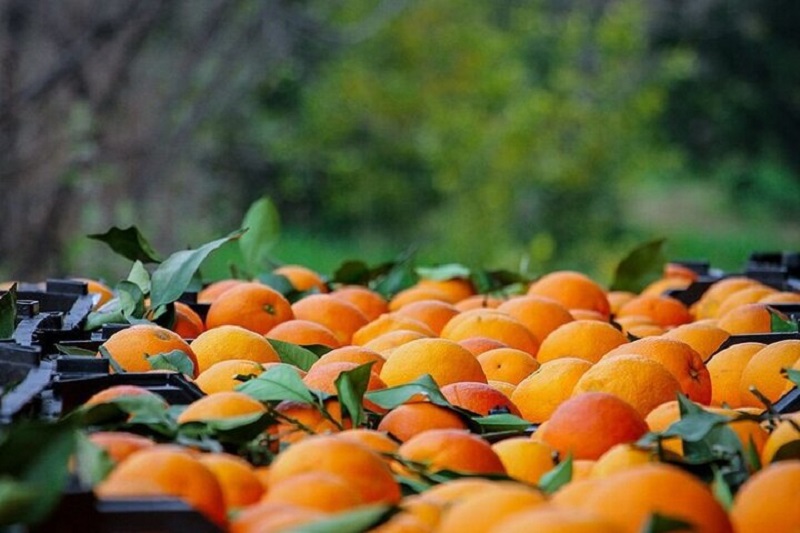هدف از ایجاد شرکت تعاونی باغداران رامسر،جلوگیری از ضایعات بی رویه پرتقال بود