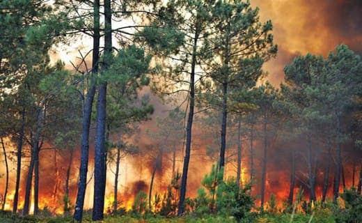 هشدار آتش‌سوزی جنگل‌ها براثر وزش بادهای_گرم  در مازندران
