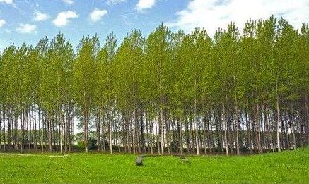 زراعت ۴۰ هکتاری چوب در سوادکوه