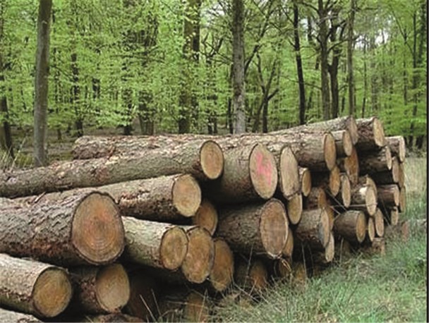 سوداگران چوب جنگلی در دام پلیس چالوس