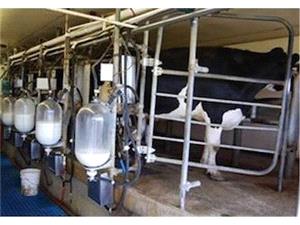 تولید 120 هزار تن شیر و گوشت در ساری