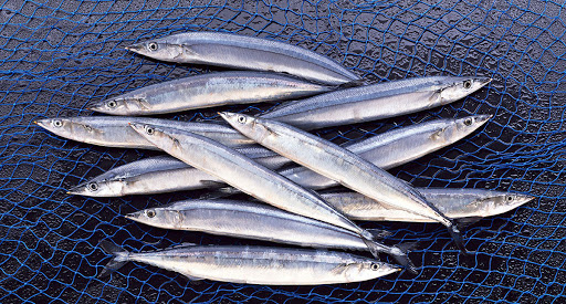 صید ماهی کیلکا در دریای خزر به بیش از ۱۲ هزار تن رسید