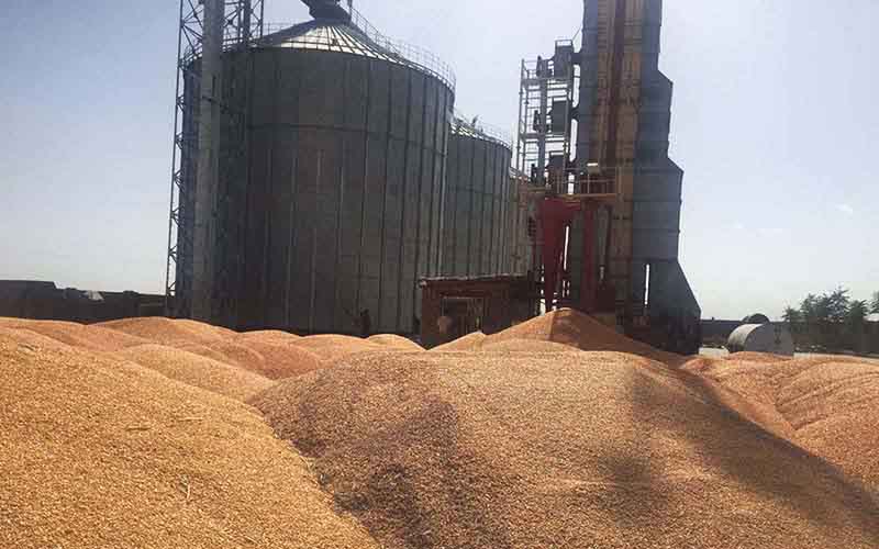 ذخیره ۵۰۰ هزار تن گندم در سیلو‌های مازندران