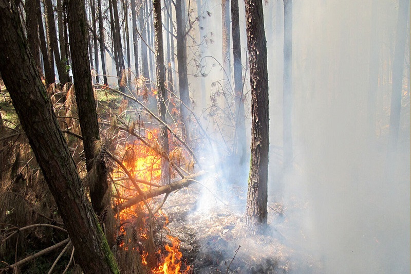  حدود سه هکتار از جنگل‌های بخش دودانگه ساری در آتش سوخت