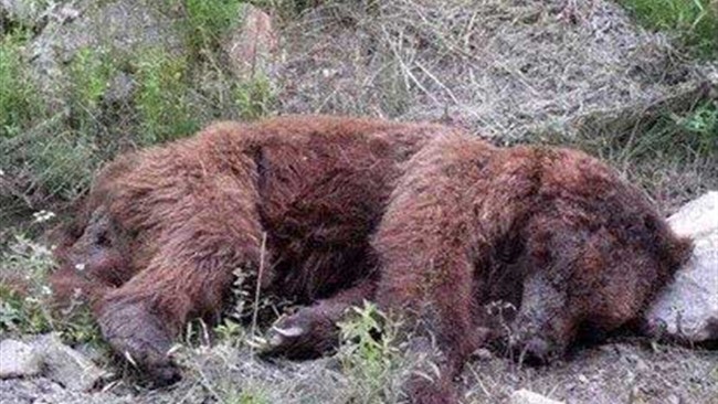 تزریق داروی بیهوشی خرس ۴ ساله در پردیسان را از پا درآورد