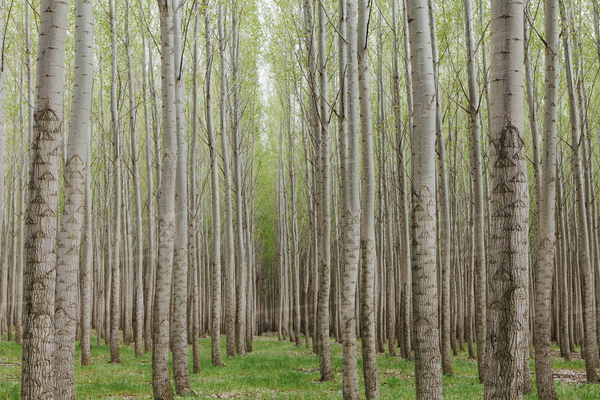 زراعت چوب در ۵۵ هکتار اراضی سوادکوه‌شمالی