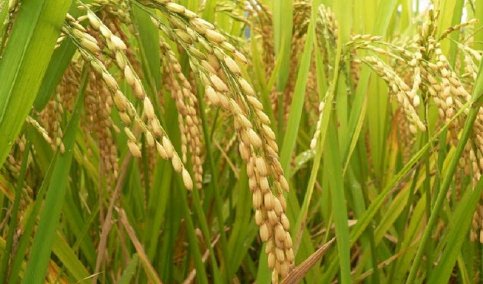معرفی ۲۴ رقم برنج تاکنون در موسسه تحقیقات برنج