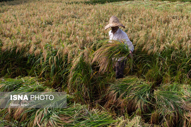 سهم ۴۵ درصدی مازندران در تولید برنج