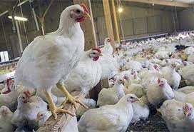 توزیع روزانه ۳۰۰ تن مرغ گرم با قیمت نرخ مصوب تنظیم بازار در مازندران
