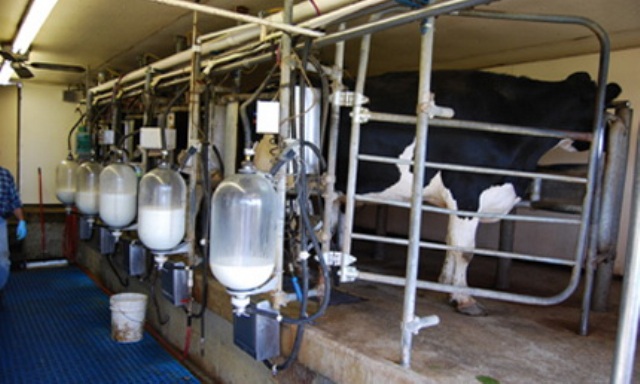 تولید ۱۴ هزار تن شیر در دامداری‌های تنکابن