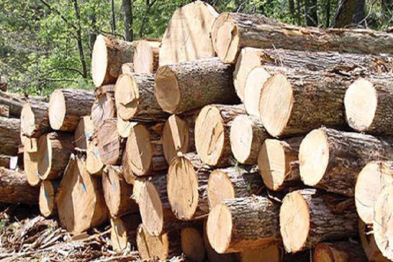 کشف چوب آلات جنگلی قاچاق در نور