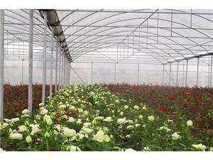  12 گلخانه کوچک مقیاس در سوادکوه احداث شد