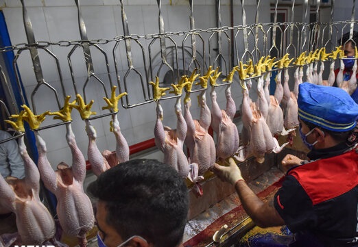 ۷ هزار تن گوشت مرغ گرم به بازار عرضه شد