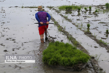 آماده سازی نشا کاری برنج در شالیزارهای مازندران