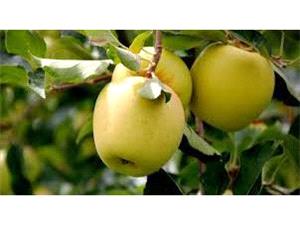 پیش بینی تولید 550 تنی سیب در بابل