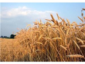 تولید 430 تنی گندم در بابل