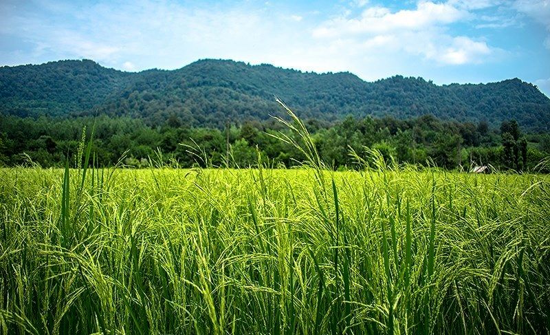  تولید ۱۰ هزار تنی برنج در تنکابن