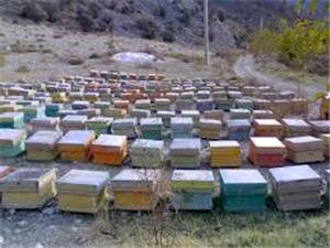 120 مجوز کوچ برای زنبورداران بابلی صادر شد