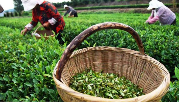 آغاز چین دوم برگ‌های زمردین چای از باغ‌های شمال کشور