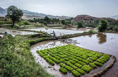 صدور ۱۲ مجوز حفظ کاربری زمین کشاورزی در تنکابن