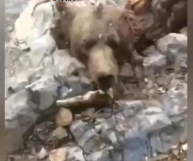 کشف لاشه خرس سلاخی شده در قابلمه یک زوج سمنانی در مازندران