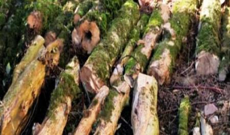 کشف و ضبط ۲۳ تن چوب جنگلی قاچاق در مازندران