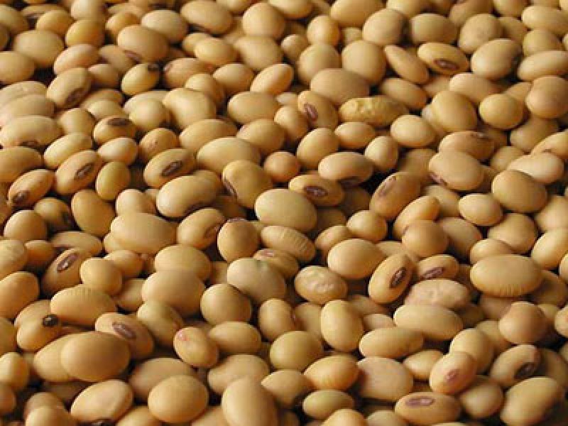 خریداری 5440 تن دانه روغنی سویا در سال زراعی جاری
