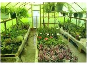 20 مجوز احداث گلخانه کوچک مقیاس در آمل صادر شد